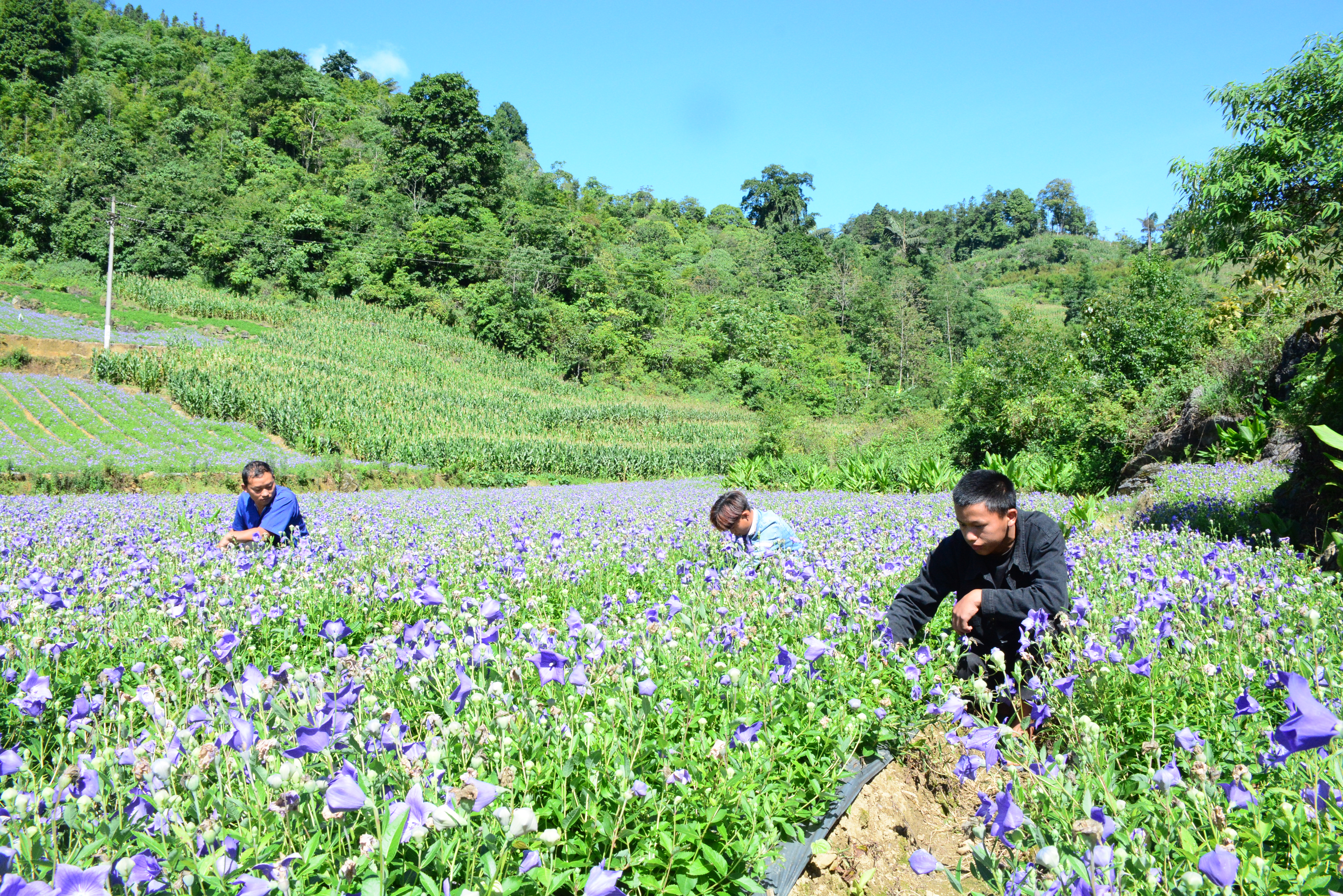 Bài 2: Cơ chế bó buộc và áp lực giải bài toán đầu ra (tiếp theo)